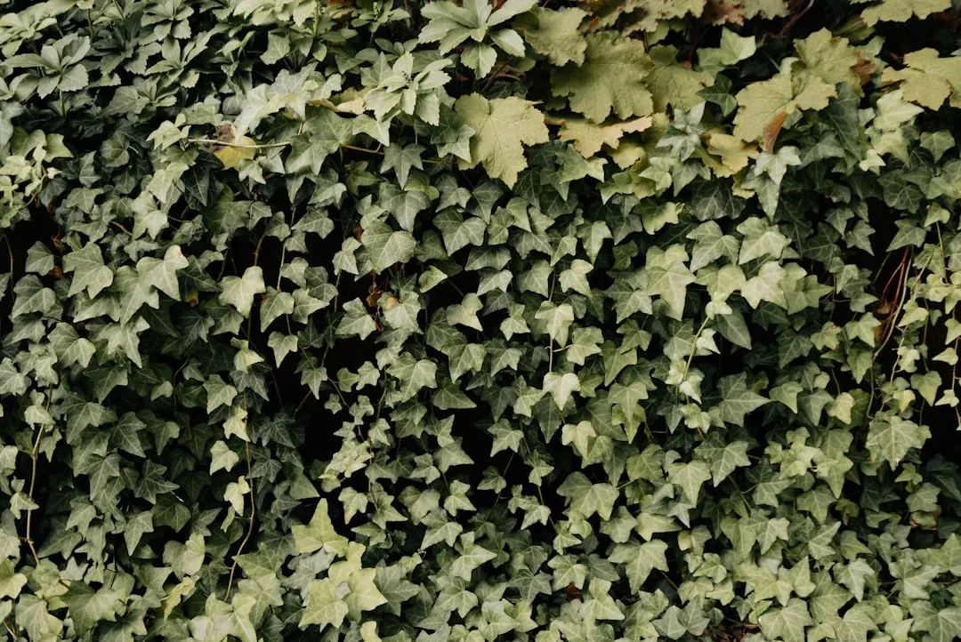 8. English Ivy: The Creeping Culprit (Image Credits: Unsplash)