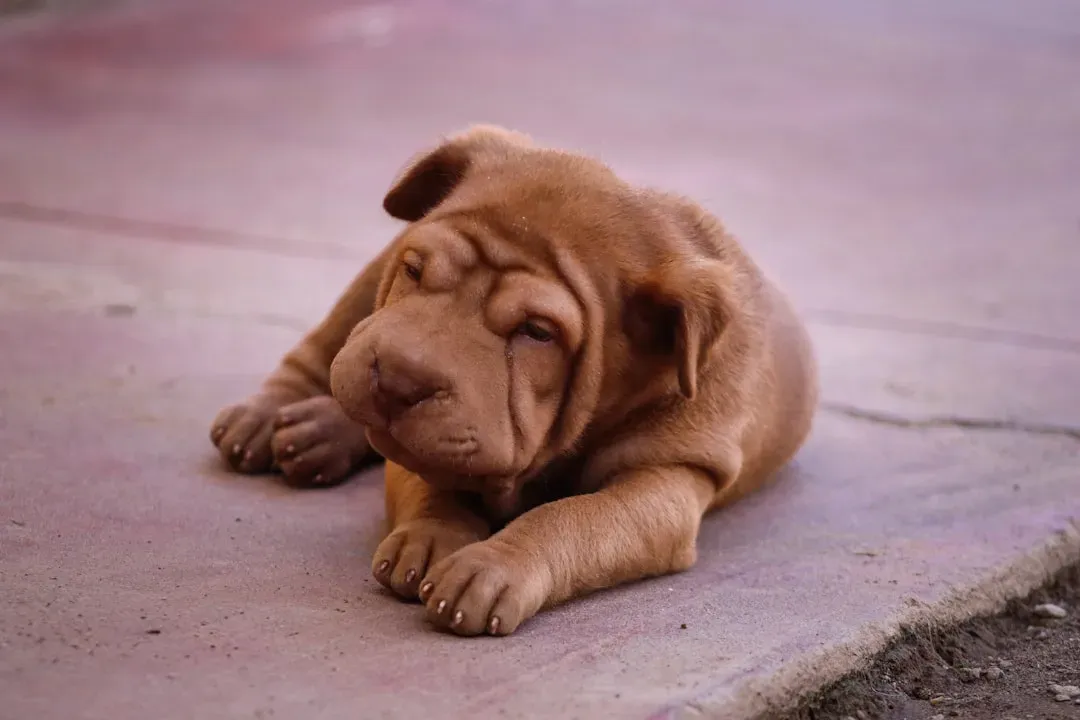 8. Chinese Shar-Pei: Wrinkled on the Outside, Deeply Self-Assured on the Inside (Image Credits: Unsplash)