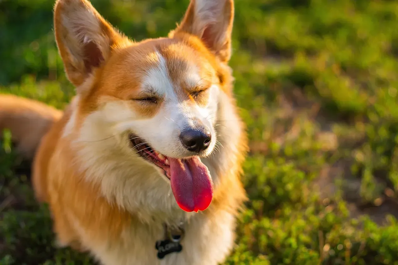 #4 - A Hot, Bright Red Tongue Can Mean Heatstroke Is Setting In (Image Credits: Pixabay)