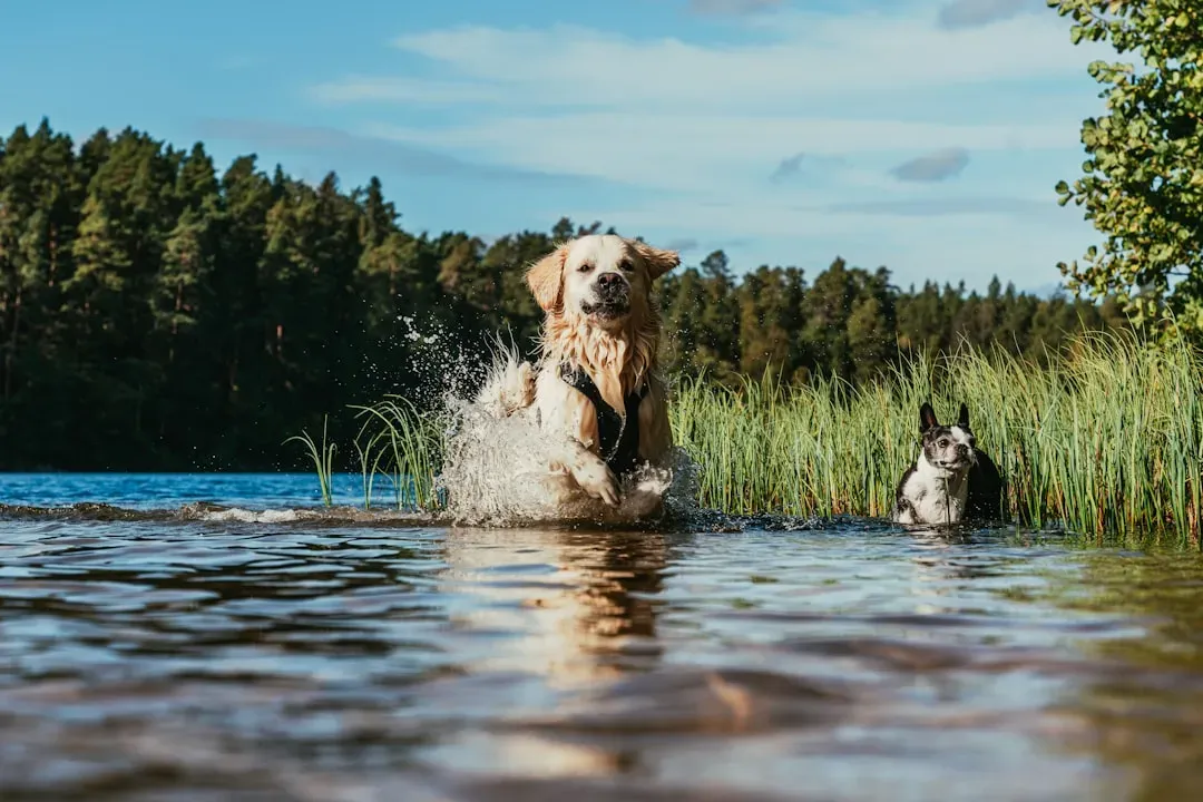 Aquarius: The Independent Thinker Who Loves Their Dog but Prioritizes Freedom of Movement (Image Credits: Unsplash)