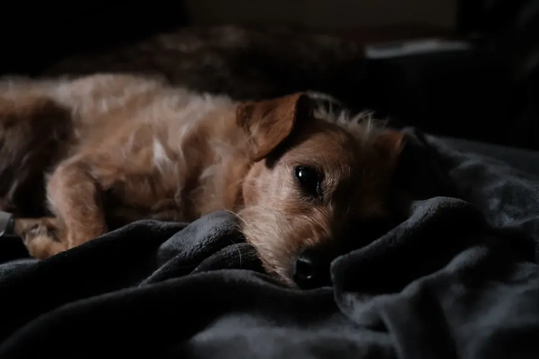 Separation Anxiety Can Strike at Night (Image Credits: Unsplash)