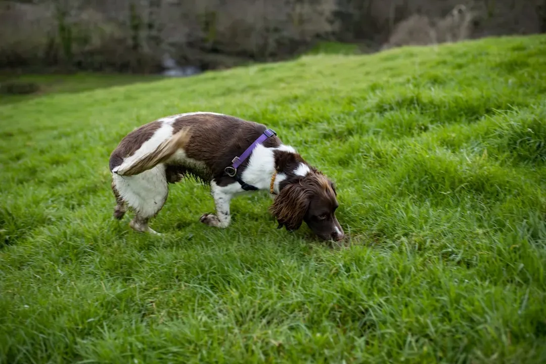 8. The Reason Dogs Kick the Ground After Peeing or Pooping (Image Credits: Unsplash)