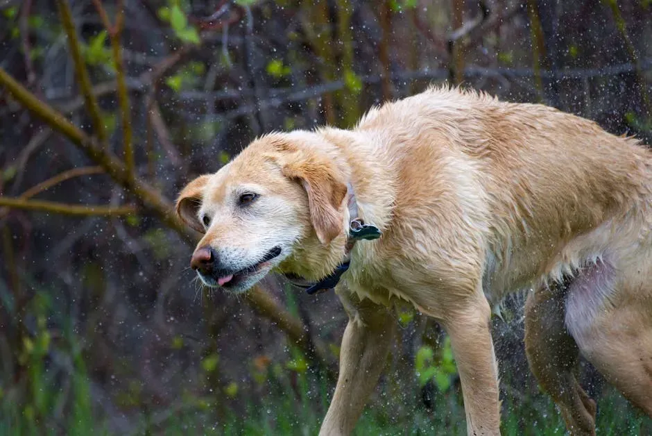 #5: Other Rodent-Borne Diseases Your Dog Can Actually Get (Image Credits: Pexels)