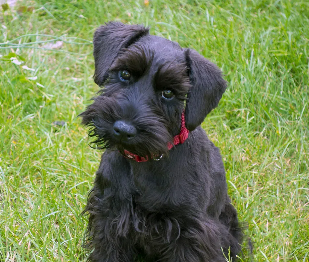 #6 Virgo (August 23 – September 22): Miniature Schnauzer (Image Credits: Flickr)