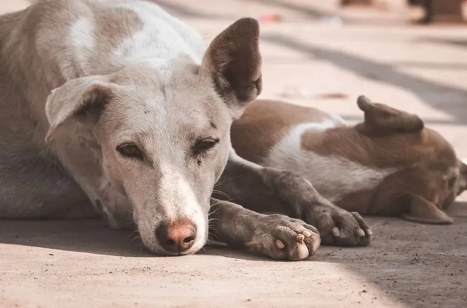 #10 - They Detect Fever and Temperature Shifts (Image Credits: Pexels)