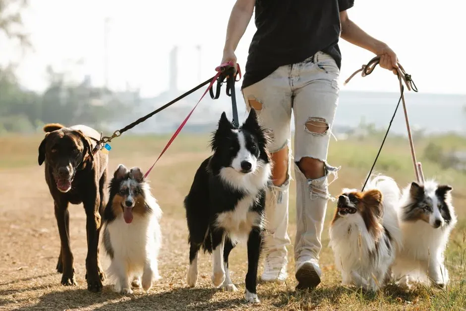 #12: Who Your Dog Actually Bonds With (Image Credits: Pexels)