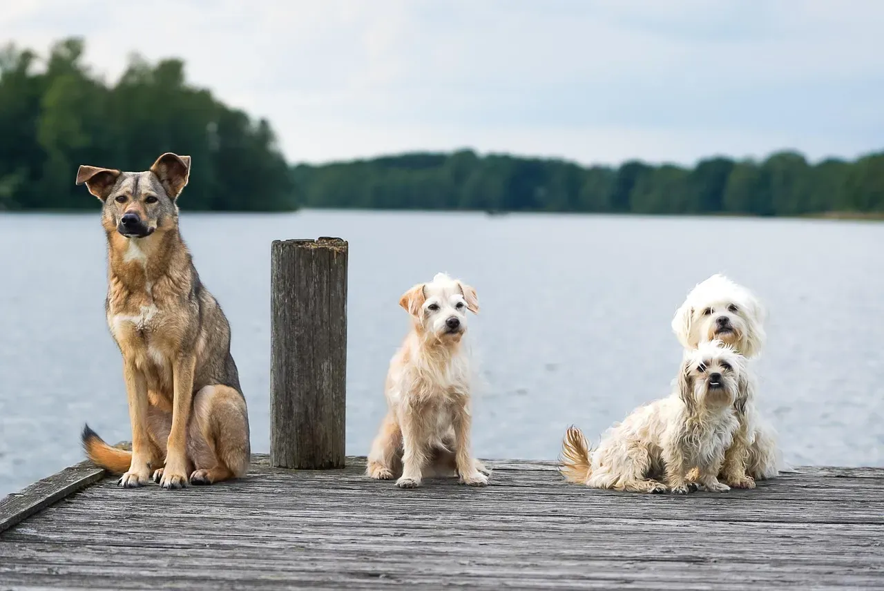 The Water Element Dog: The Sensitive Observer (Image Credits: Pixabay)