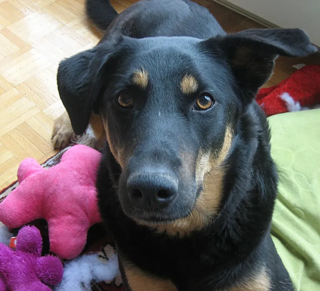 Bringing You Their Favorite Toy is Actually a Grand Romantic Gesture (harmonicagoldfish, Flickr, CC BY-SA 2.0)