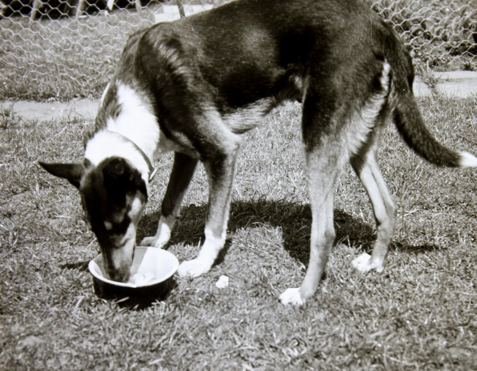 A Healthy Appetite and Good Sleep Patterns (Image Credits: Wikimedia)