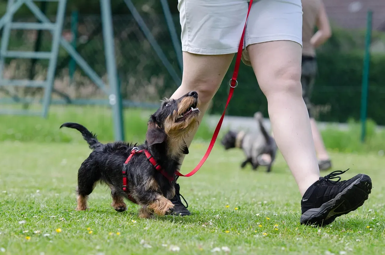 6. Your Energy Levels Should Shape Your Dog’s Exercise And Enrichment Plan (Image Credits: Pixabay)