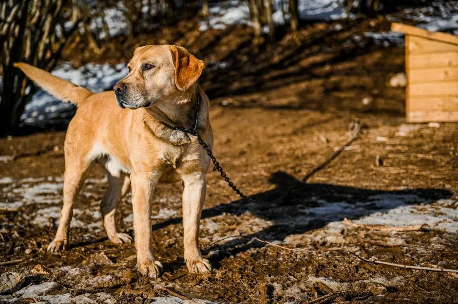 #5 - Leaving Dogs Outside All Day on Chains or Tie-Outs (Image Credits: Pexels)