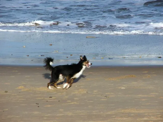 What You Should (and Shouldn't) Do During the Zoomies (From geograph.org.uk, CC BY-SA 2.0)