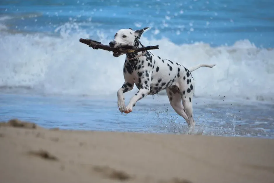 8. Dalmatian: Spotted, Speedy, and Surprisingly Enduring (Image Credits: Pexels)