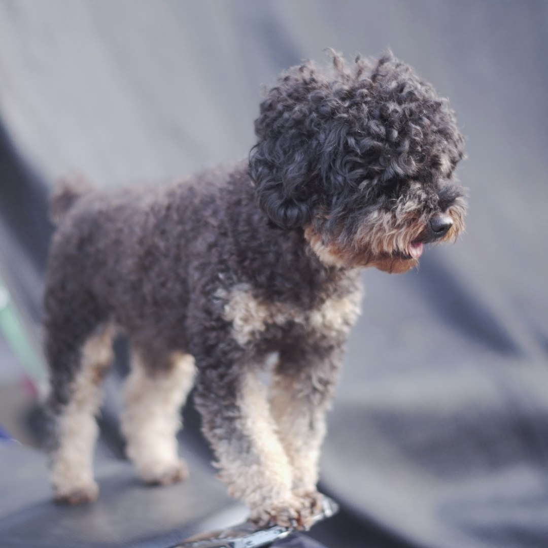 Virgo: The Poodle Precision (Image Credits: Unsplash)