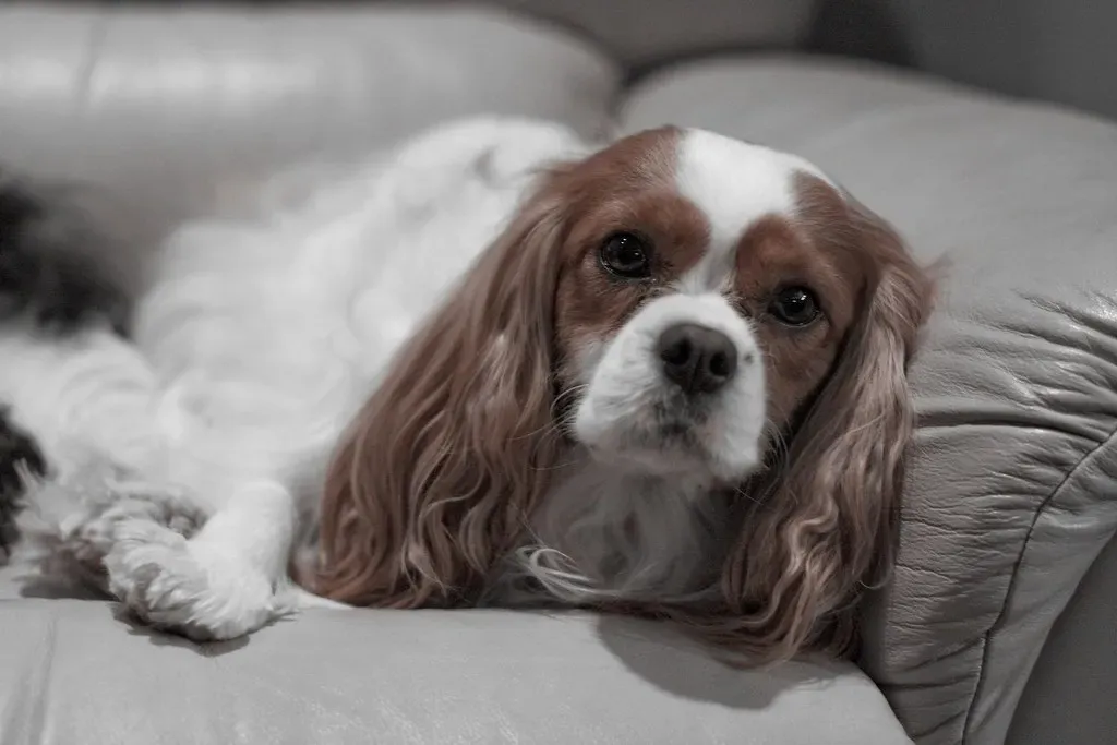 2. Fireworks: The Number One Noise Trigger (CRYROLFE_PHOTOGRAPHY, Flickr, CC BY 2.0)