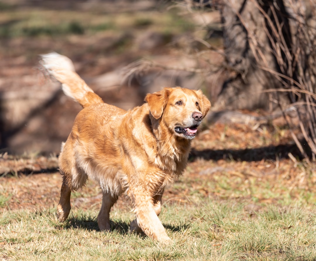 Leo: The Radiant Leader Shines with the Golden Retriever (Image Credits: Unsplash)