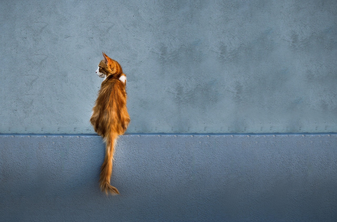 Their Tail Tells the Tale of Love (Image Credits: Pixabay)