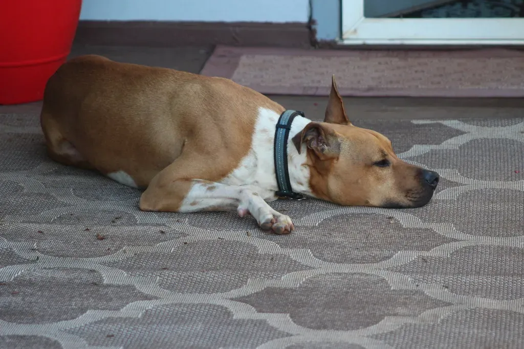 Territorial Awareness Runs Deep (Image Credits: Flickr)