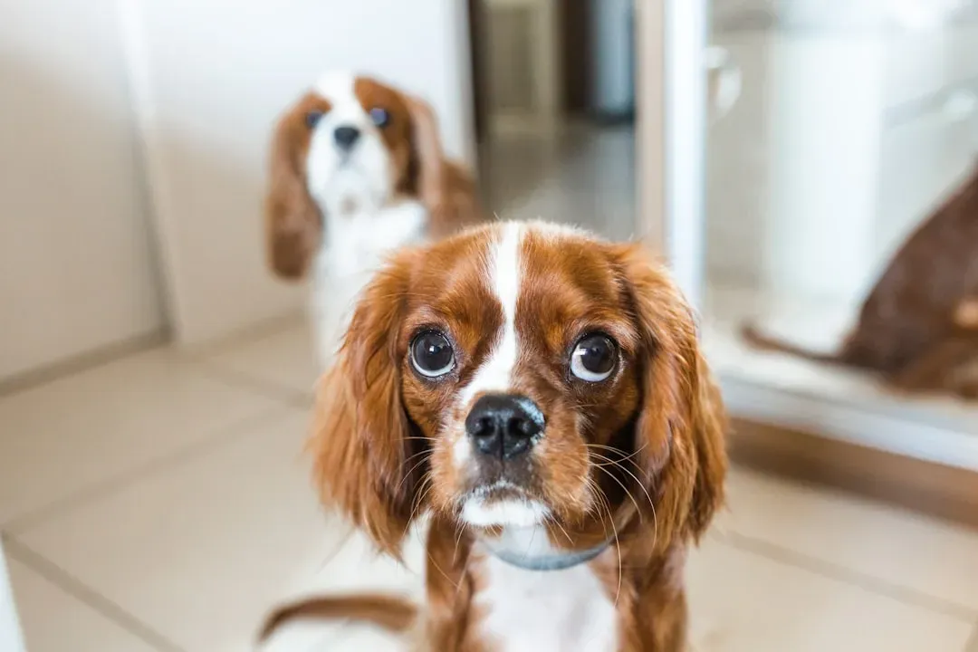 2. Cavalier King Charles Spaniel: Soft Eyes That See Your Soul (Image Credits: Unsplash)
