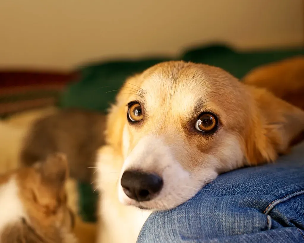 #11 Attachment Style and How They Bond Later (evocateur, Flickr, CC BY-SA 2.0)