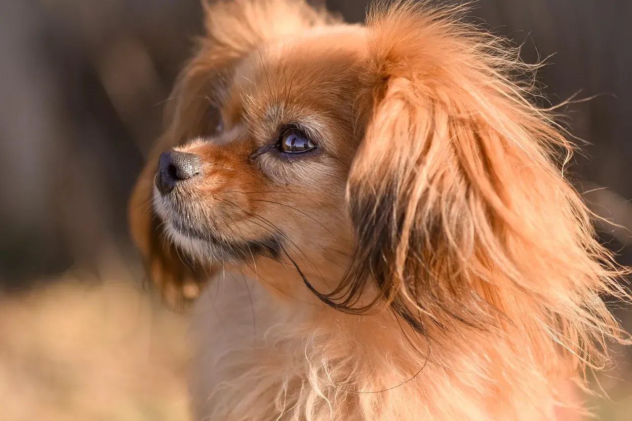 7. Tibetan Spaniel: The Ancient Sentinel of the High Passes (Image Credits: Pixabay)