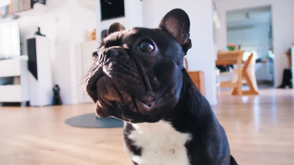 The French Bulldog: Bat-Eared Entertainers (Image Credits: Stocksnap)