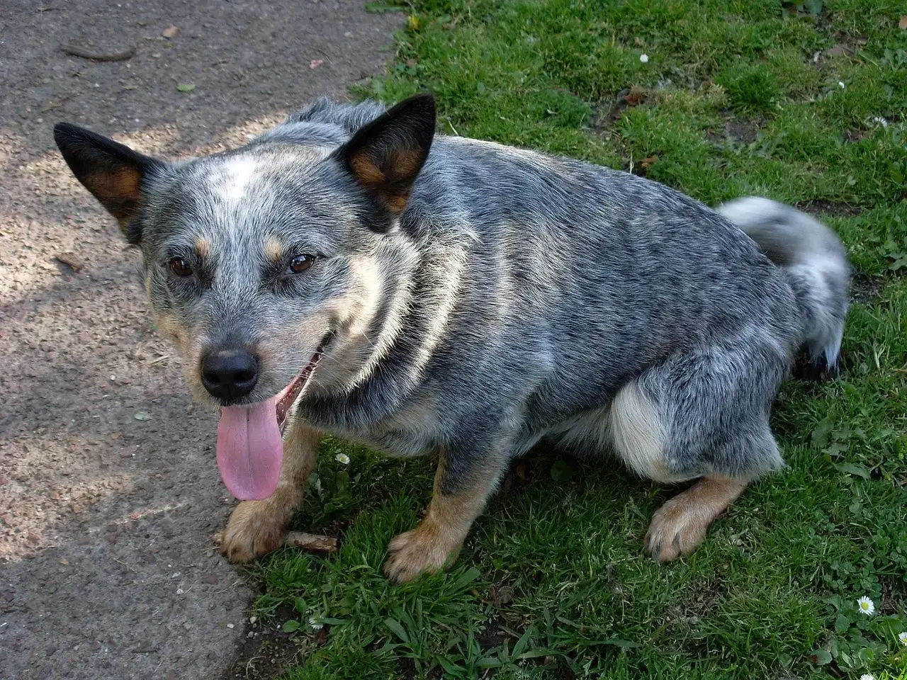 #7. Australian Cattle Dog (Blue Heeler) (Image Credits: Pixabay)