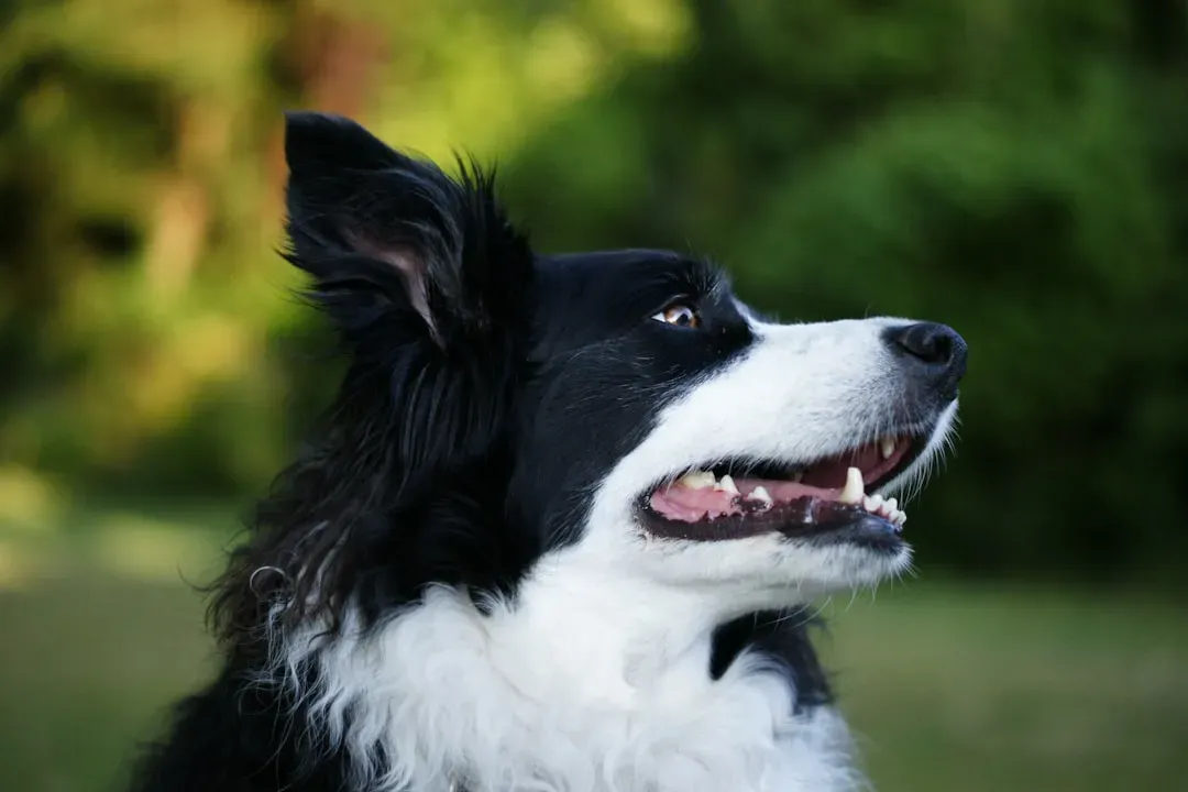 #3. Scorpio and the Border Collie: Two Intensity Levels Collide (Image Credits: Unsplash)