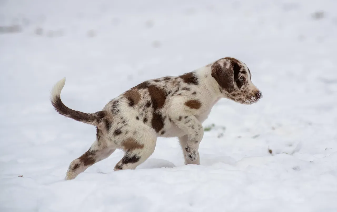 Winter Puppies: December, January, February (Image Credits: Pixabay)