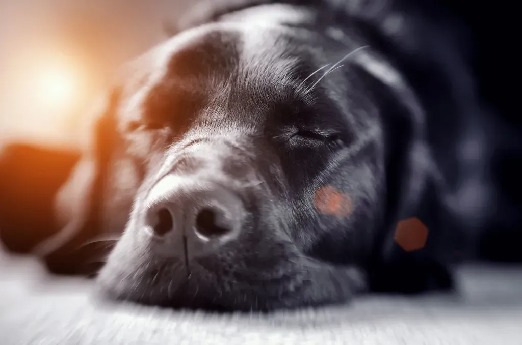 The Physical Signs That Your Dog's Body Is Changing (Image Credits: Flickr)