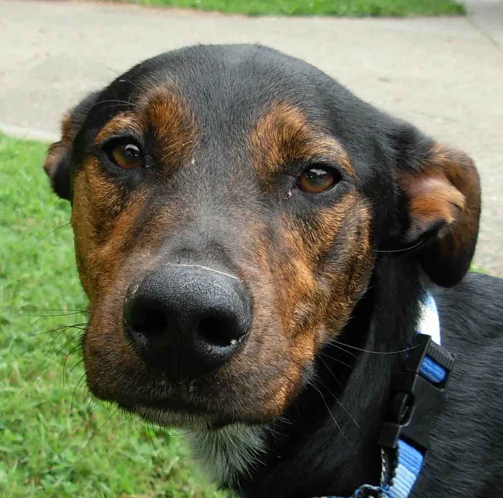 Ears Back and Body Language You Can't Ignore (Image Credits: Flickr)