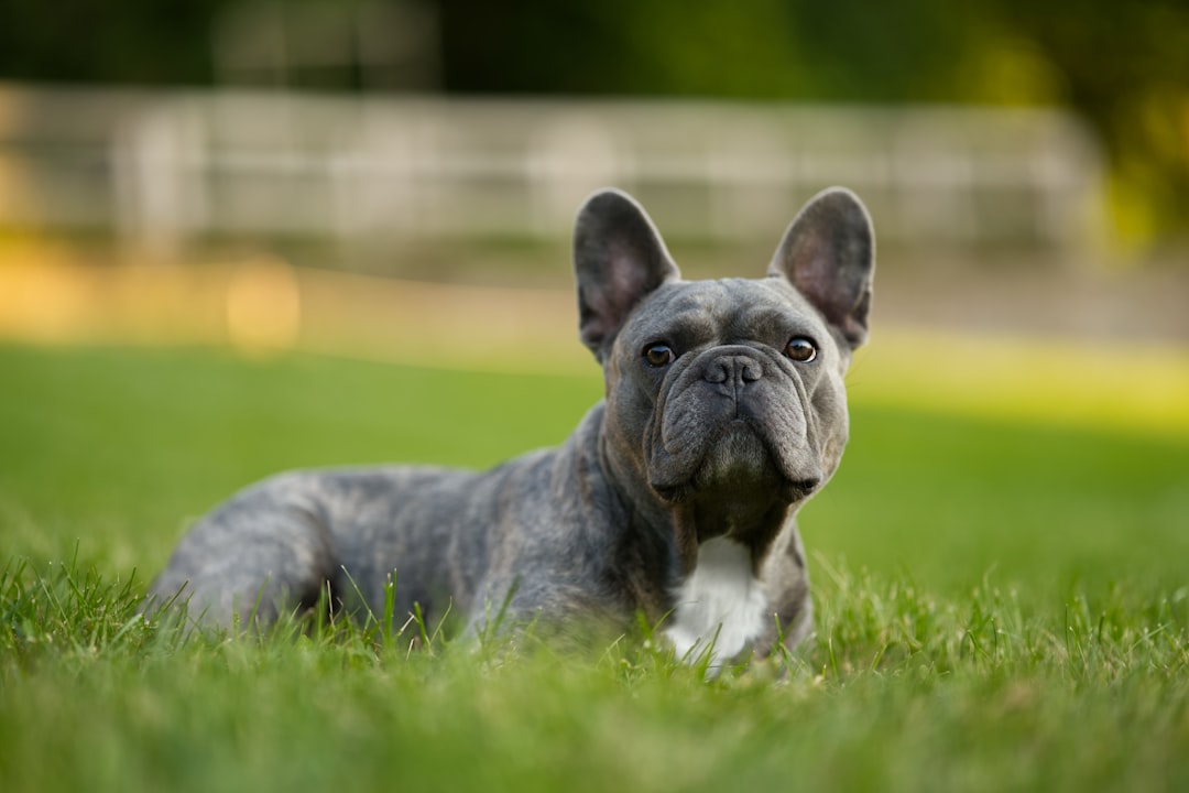 The Versatile French Bulldog: Urban Professional's Best Friend (Image Credits: Unsplash)