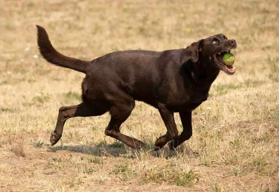 #10 - You Schedule Your Work Around Their Zoomies and Naps (Image Credits: Pexels)