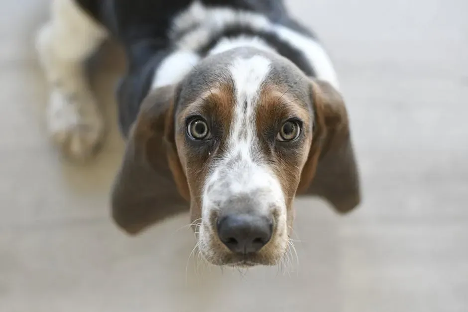 #11. Basset Hound - Too Slow for the Fire (Image Credits: Pexels)