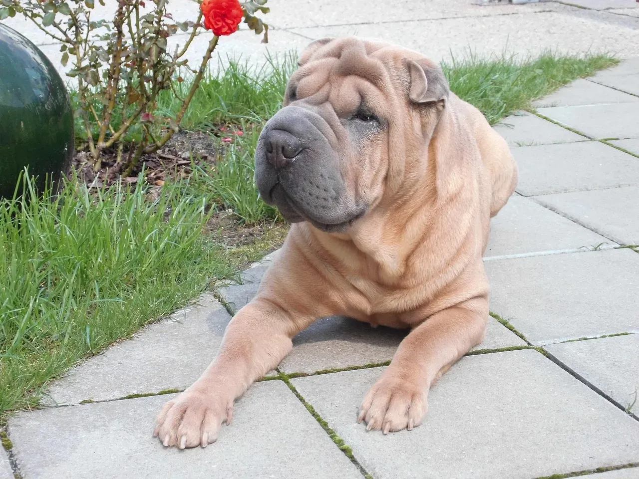 4. Chinese Shar-Pei (Image Credits: Pixabay)