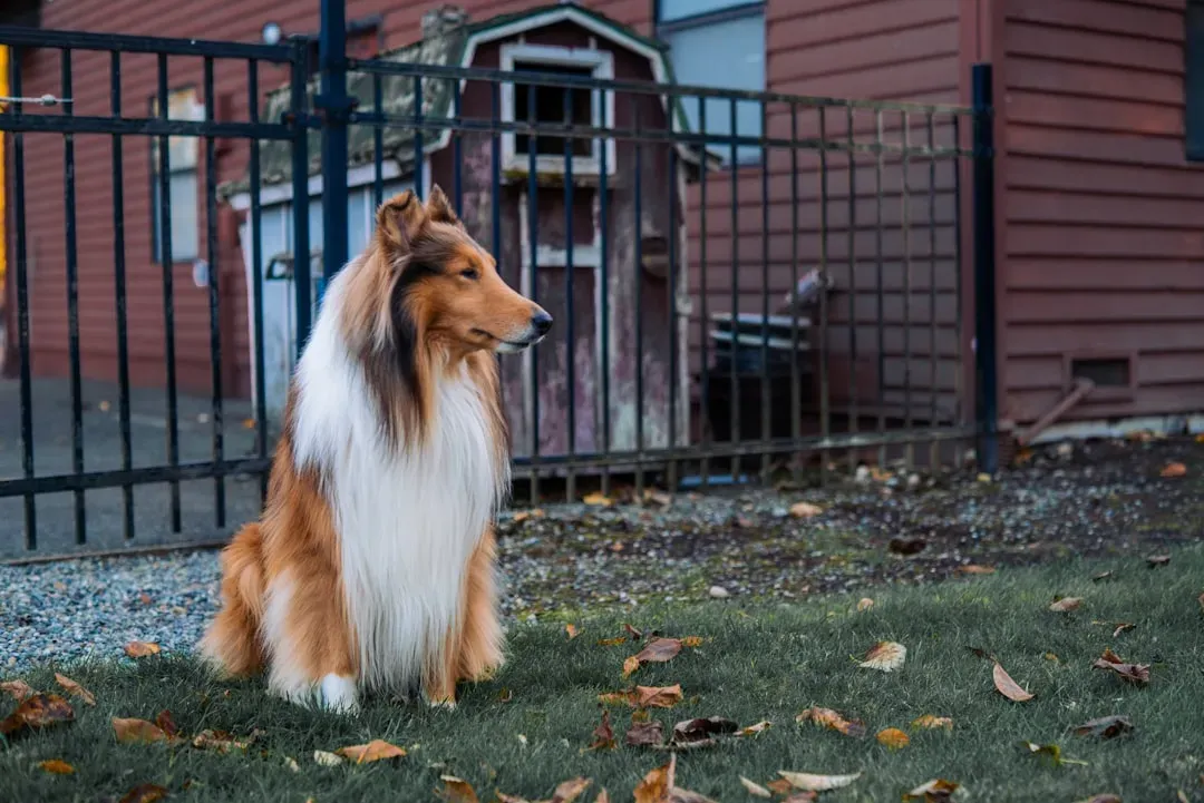 9. Collie: The Loyal and Intelligent Protector (Image Credits: Unsplash)
