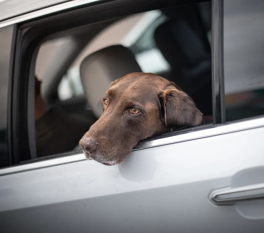 Practical Ways to Help an Anxious Dog Learn to Love the Ride (Image Credits: Unsplash)