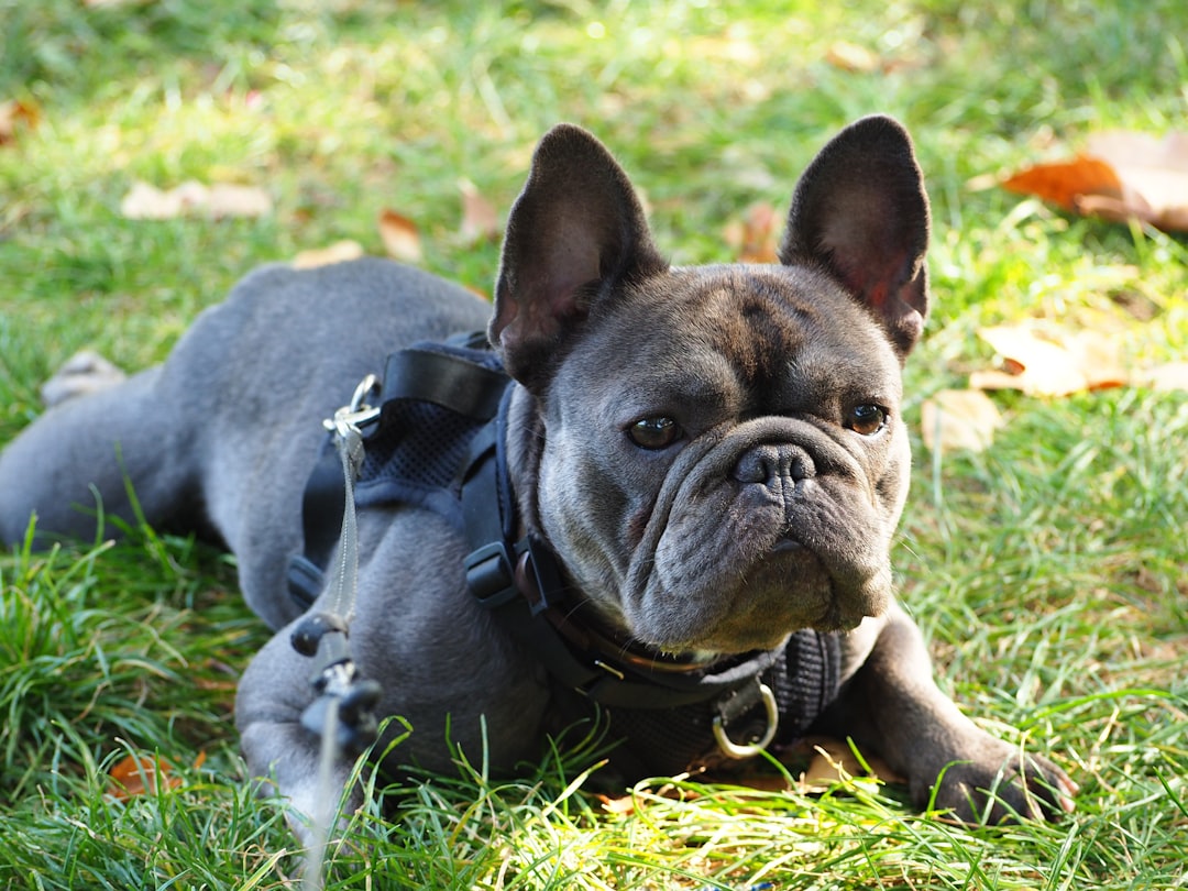 French Bulldog - The Charming Comedian (Image Credits: Unsplash)