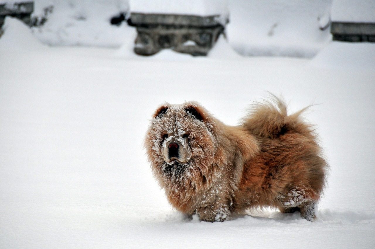 Chow Chow: The Lion-Like Snowdog (Image Credits: Pixabay)