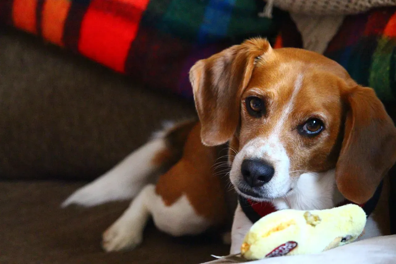 Beagle: Small Dog, Big Appetite for Chewing (Image Credits: Pixabay)