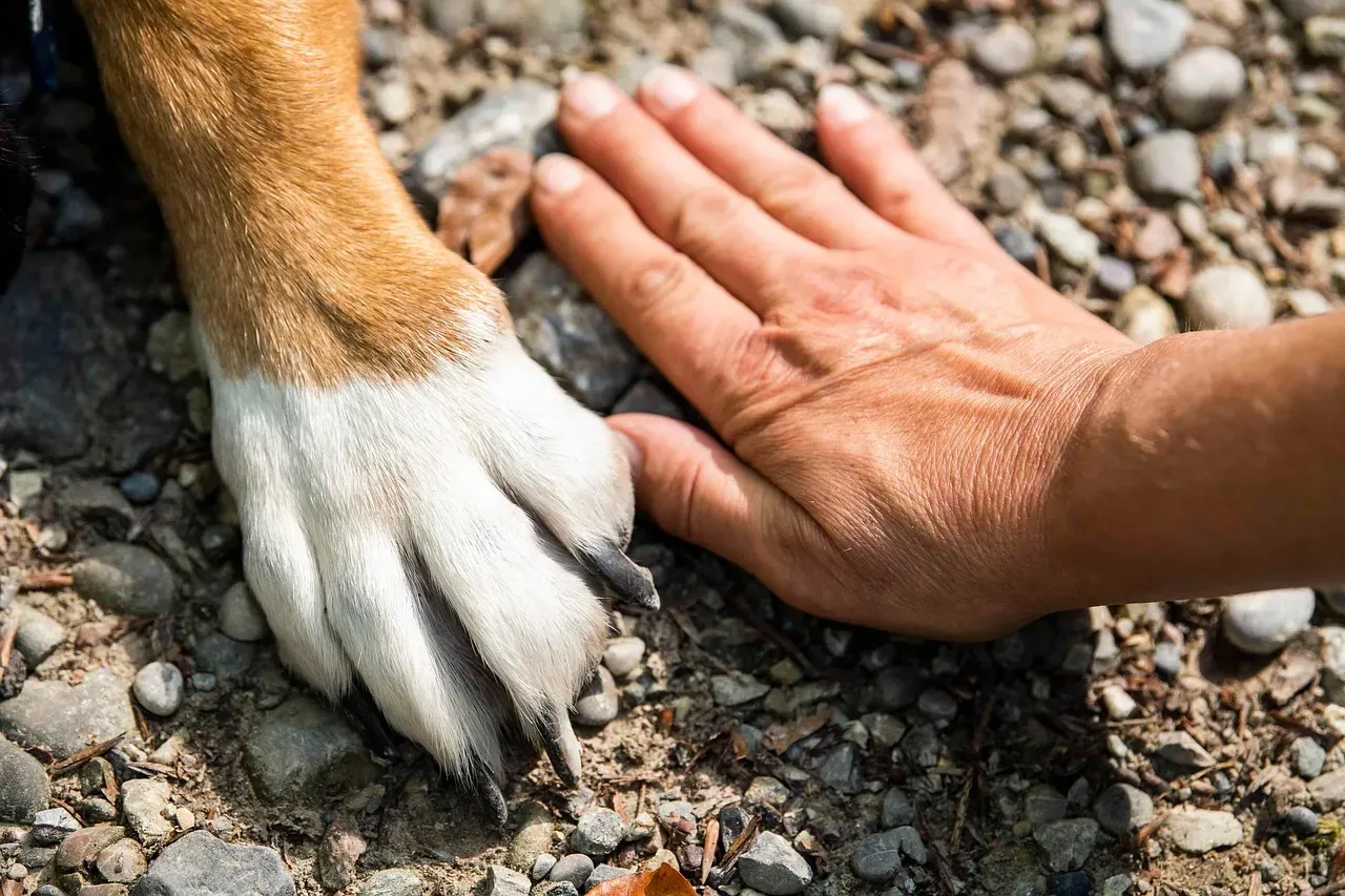 The Paw Glands Nobody Talks About (Image Credits: Pixabay)
