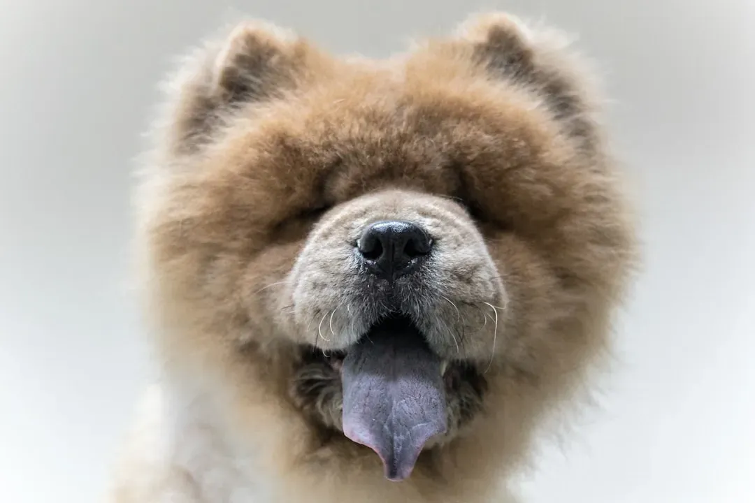 6. Chow Chow: That Blue-Black Tongue (Image Credits: Unsplash)