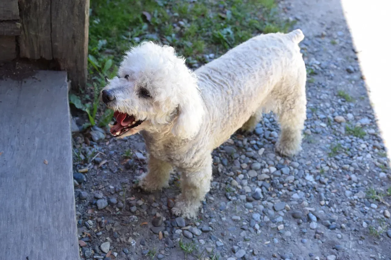 How to Respond When Your Dog Stress Yawns (Image Credits: Pixabay)