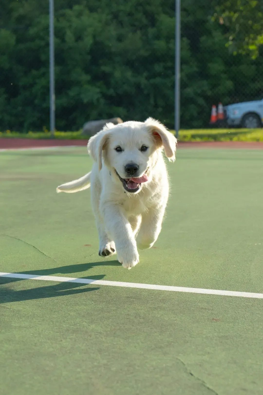 7. Standard Poodle: The Elegant Athlete Everyone Underestimates (Image Credits: Unsplash)