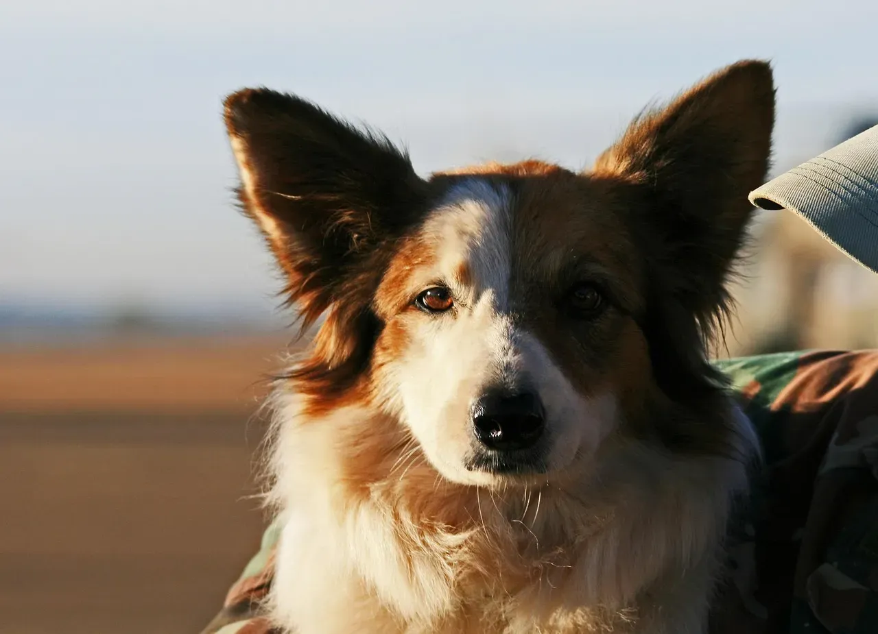 4. Border Collie: The Genius Who Needs Constant Engagement (Image Credits: Pixabay)
