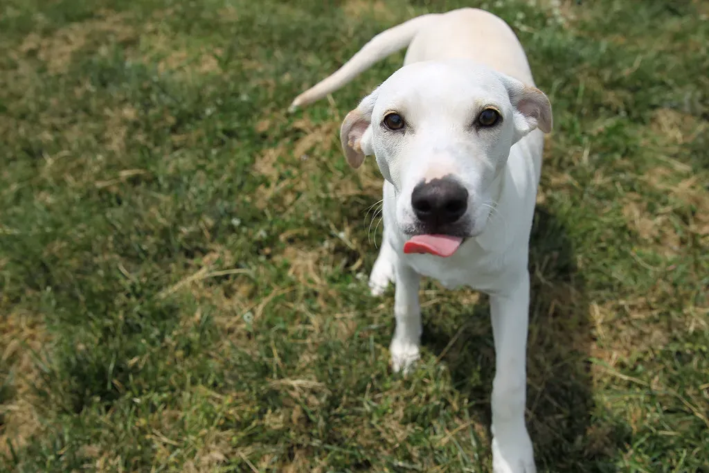 11. Sharing the Toy They Treasure Most (Minda Haas Kuhlmann, Flickr, CC BY 2.0)