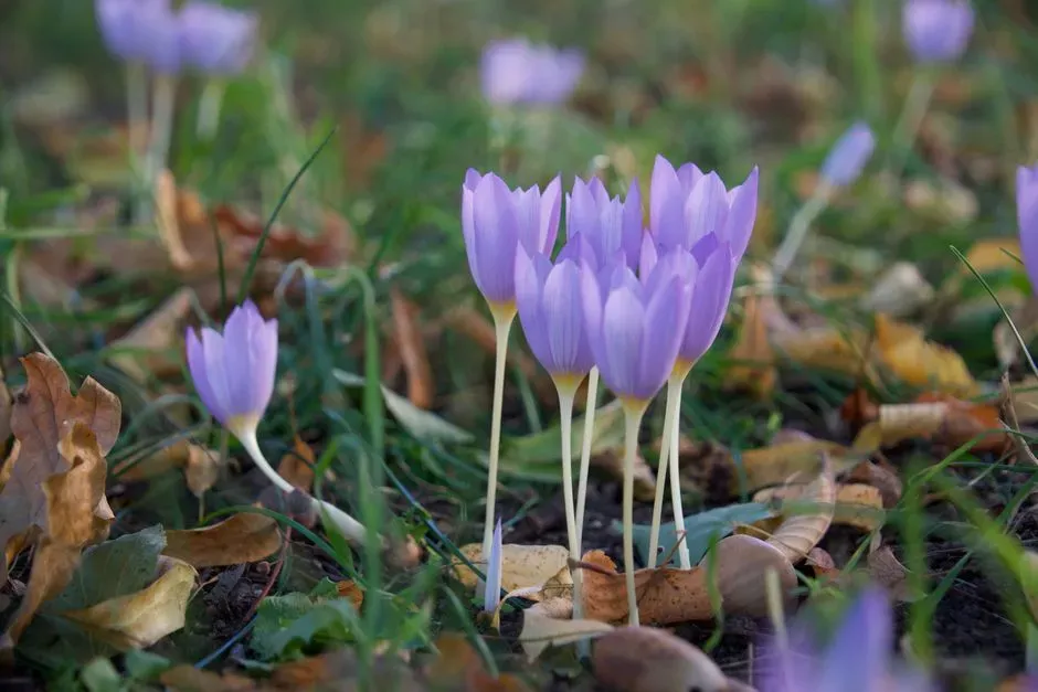 10. Autumn Crocus: Small Flower, Serious Threat (Image Credits: Pexels)