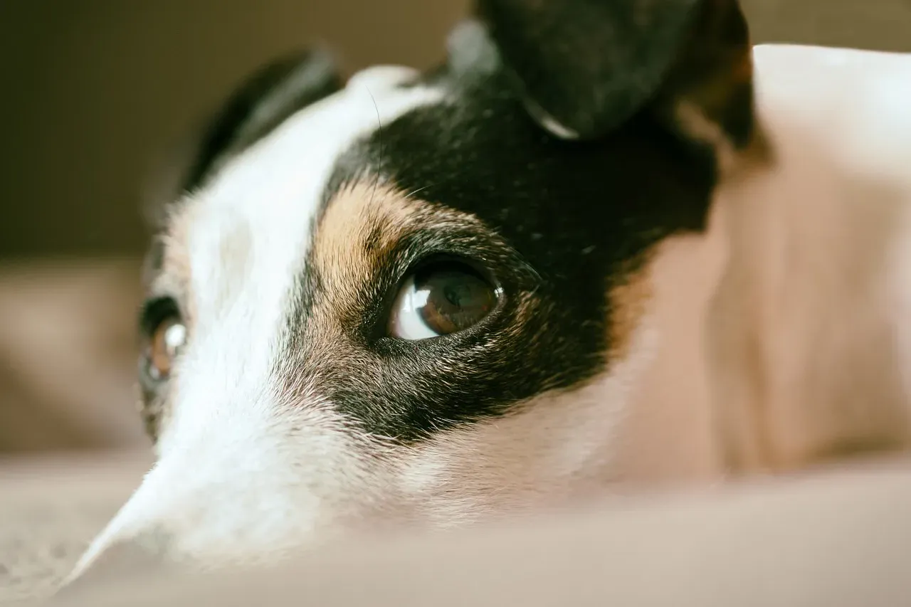 #3 - Leaning In and Talking Straight Into a Dog's Face (Image Credits: Pixabay)