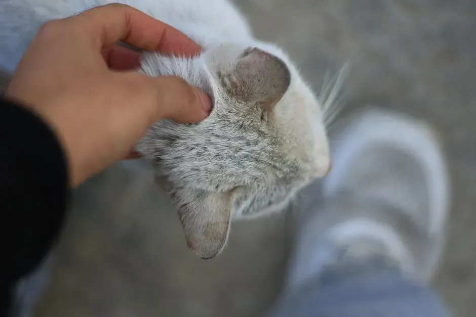 2. Head Bunting: Marking You as Theirs (Image Credits: Pexels)
