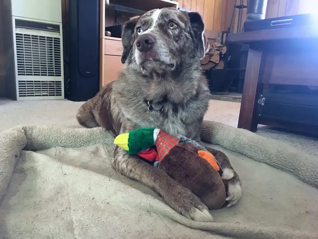 1. Destructive Chewing: Your Furniture's Worst Nightmare (Image Credits: Flickr)